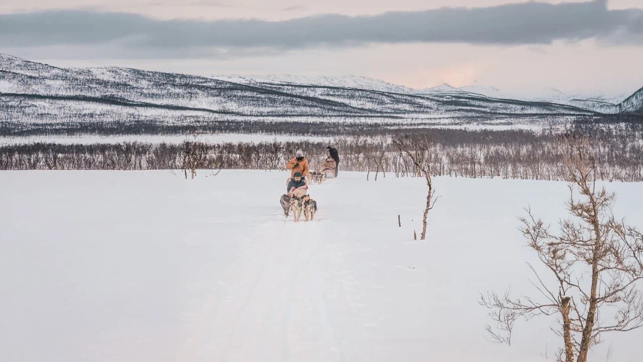 Exploration hivernale en Laponie : attelage de huskys sur des paysages enneigés et majestueux.