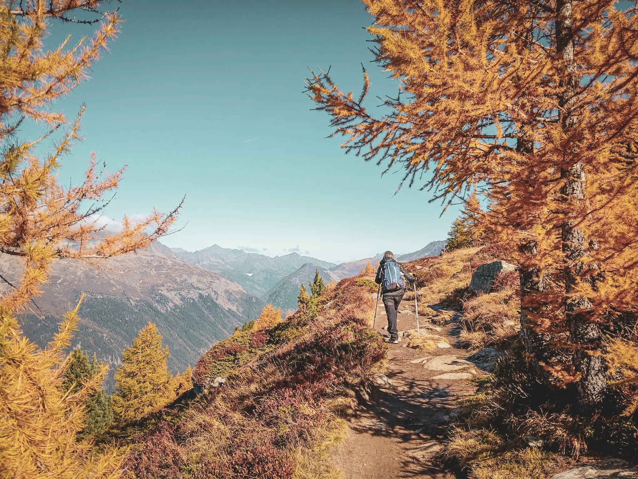 Een bergpad in het hart van de Alpen, omzoomd met gouden bomen onder een blauwe hemel.