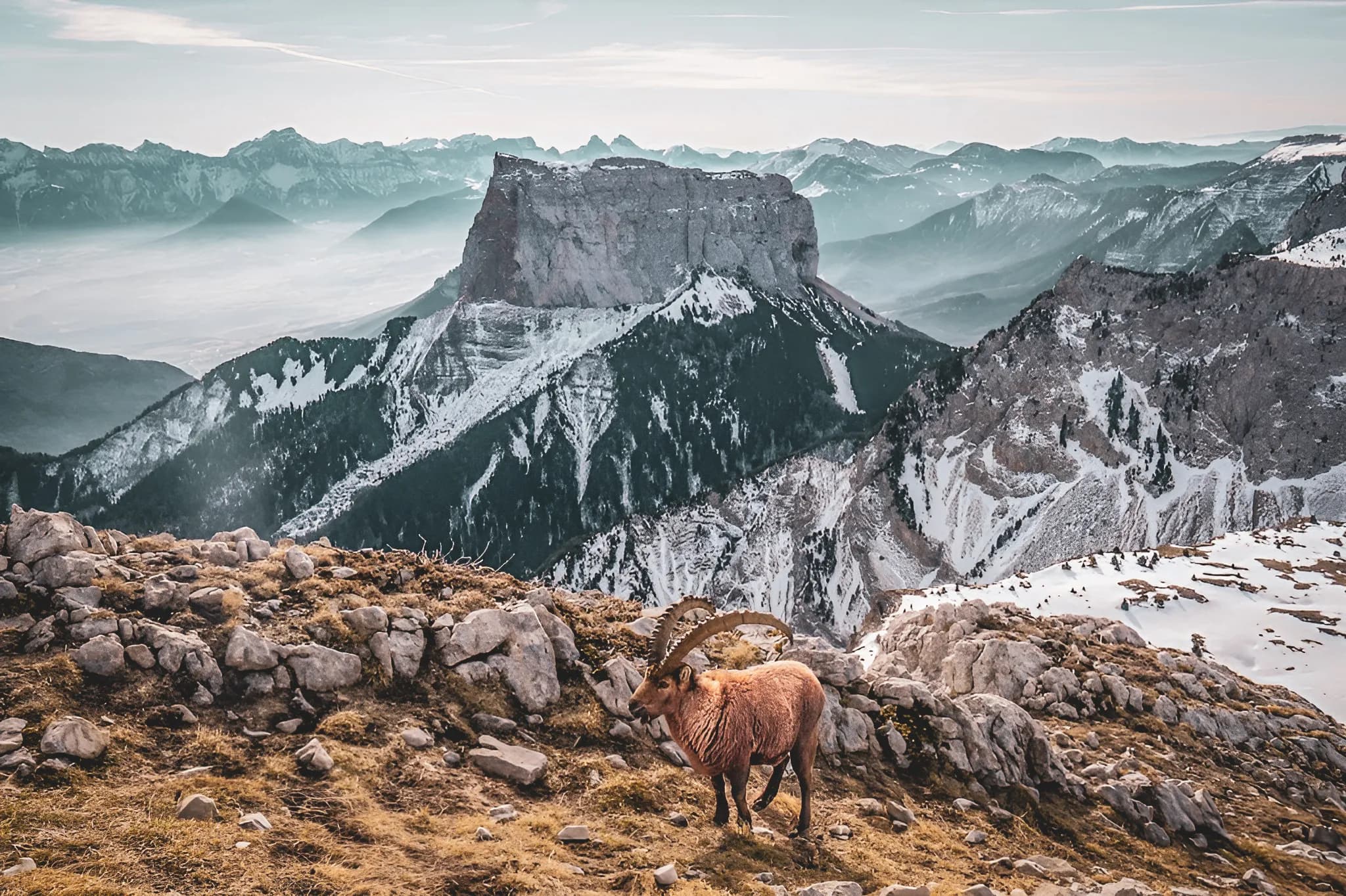 Adembenemend uitzicht op de Mont Aiguille met majestueuze pieken en een gems in een prachtig alpenlandschap.
