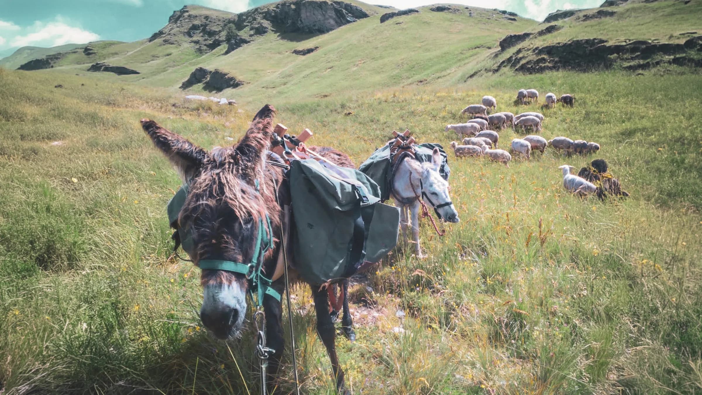 Deux ânes chargés de sacs, au cœur des paysages verdoyants des Écrins, avec des moutons en arrière-plan.