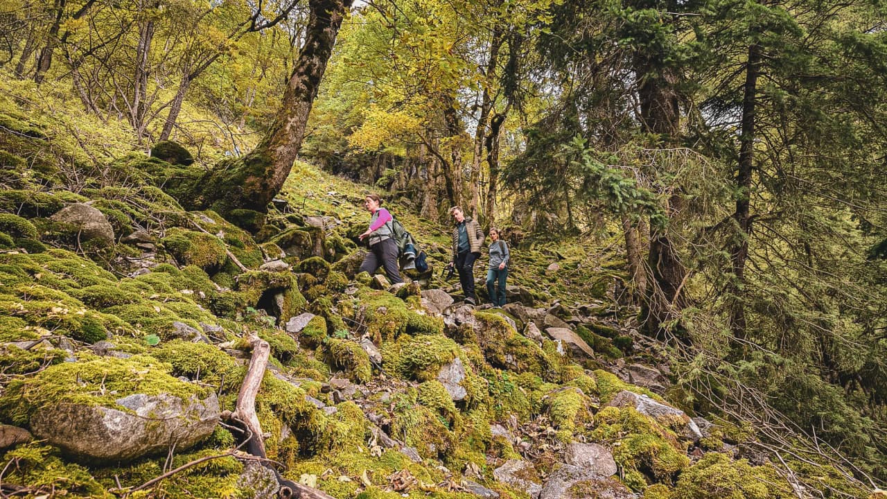 Three hikers climb a green, rocky path in the middle of the Vosges forest.
