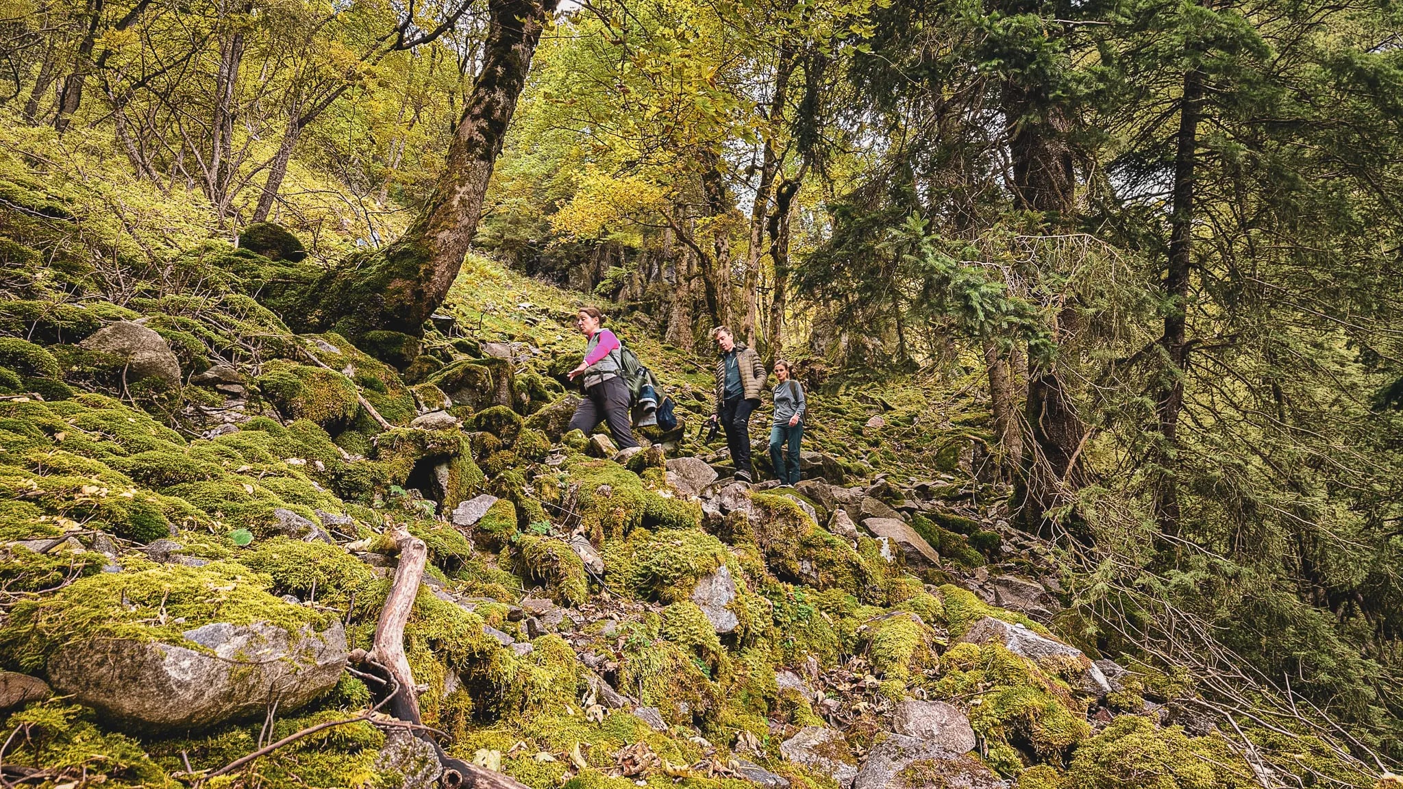 Trois randonneurs gravissent un sentier verdoyant et rocailleux en pleine forêt vosgienne.