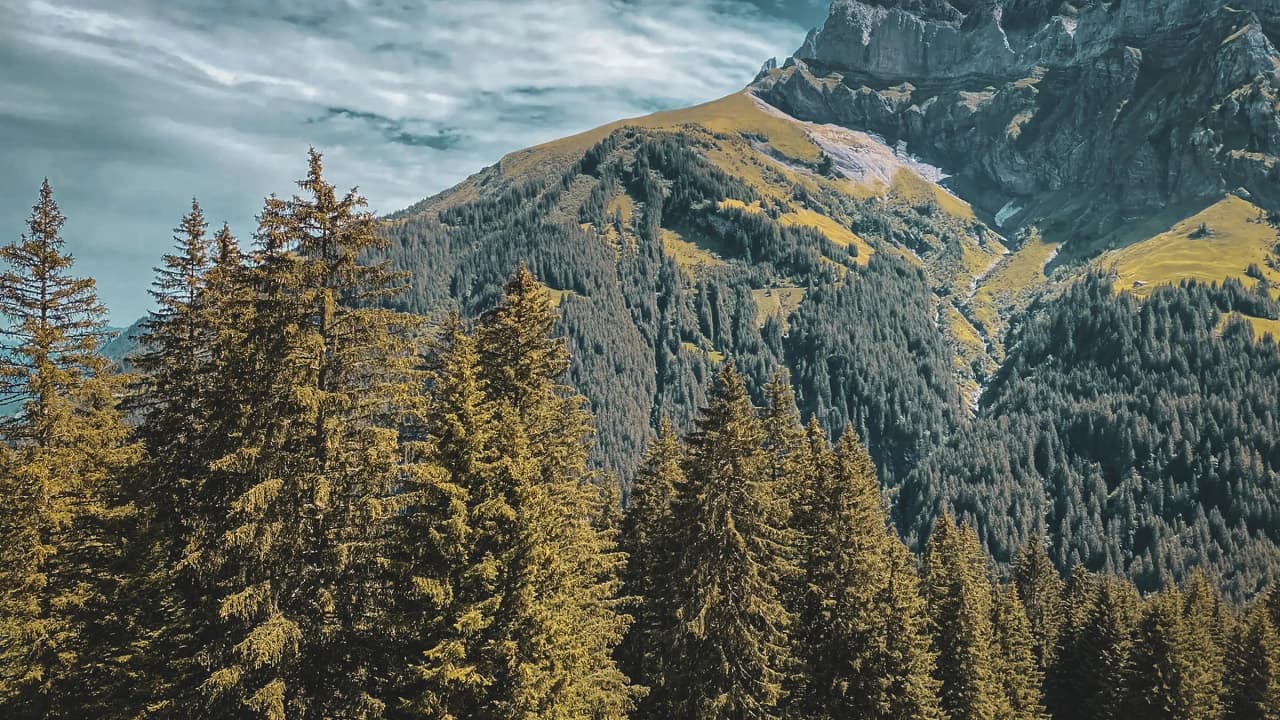 Majestic mountains surrounded by dense forests and breathtaking alpine landscapes.