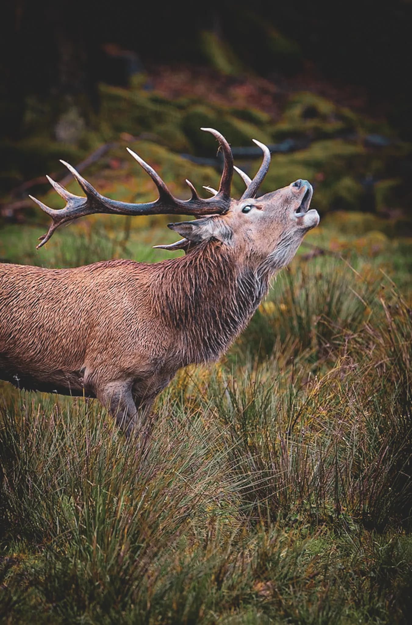 Brame du cerf et randonnée au cœur des Vosges