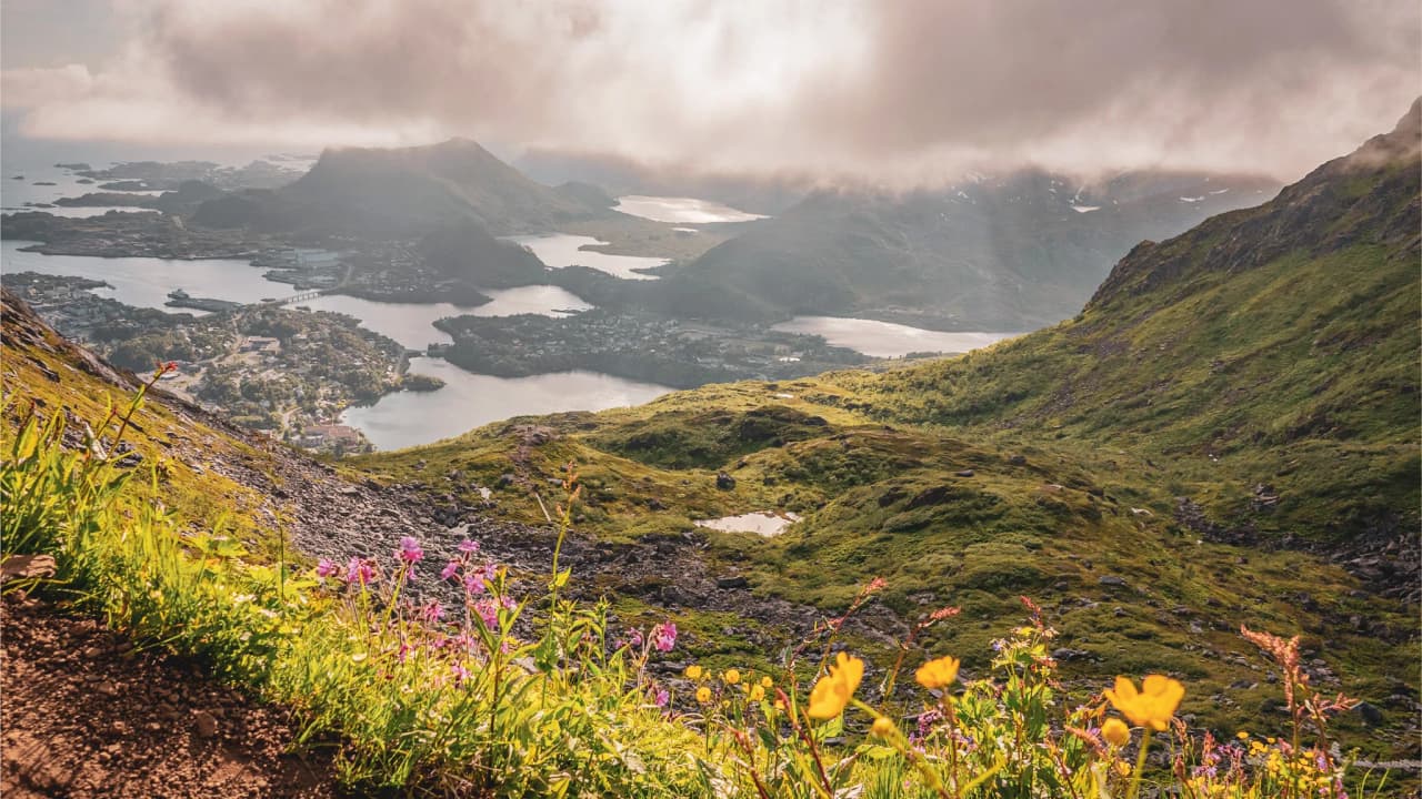 Panoramic view of the Lofoten Islands, with green mountains and colourful flowers in the foreground.