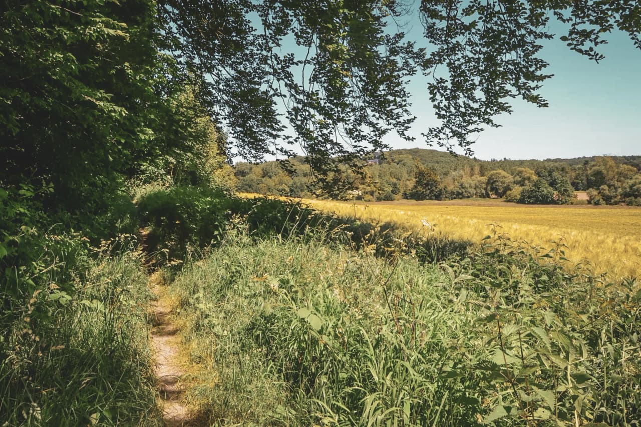 A green trail linking golden fields and forest to explore by packraft. A natural escape!