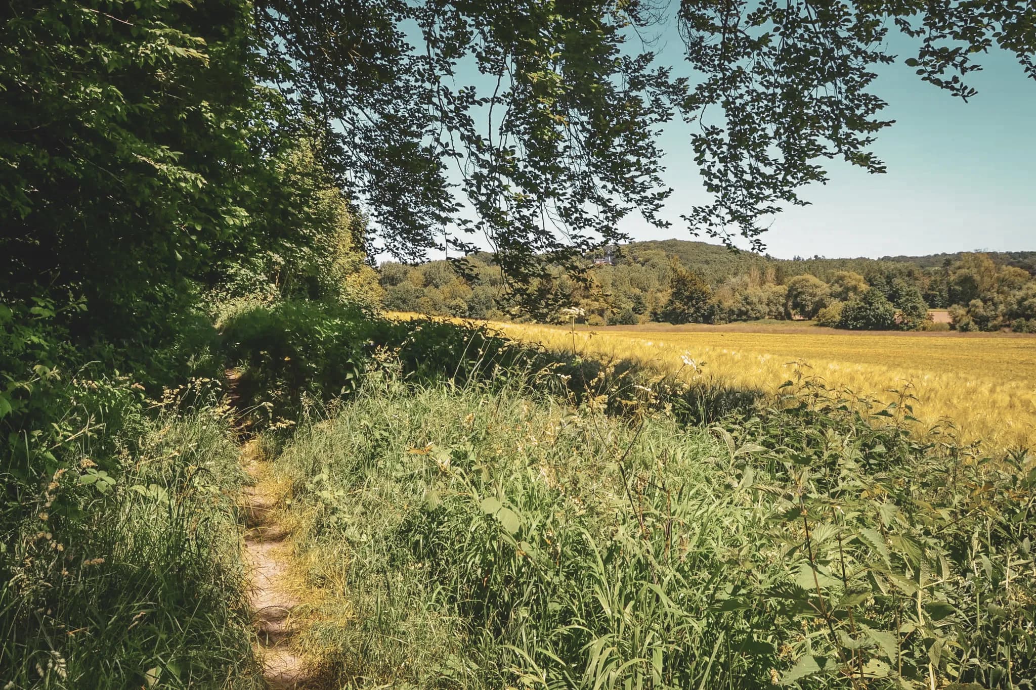 A green trail linking golden fields and forest to explore by packraft. A natural escape!