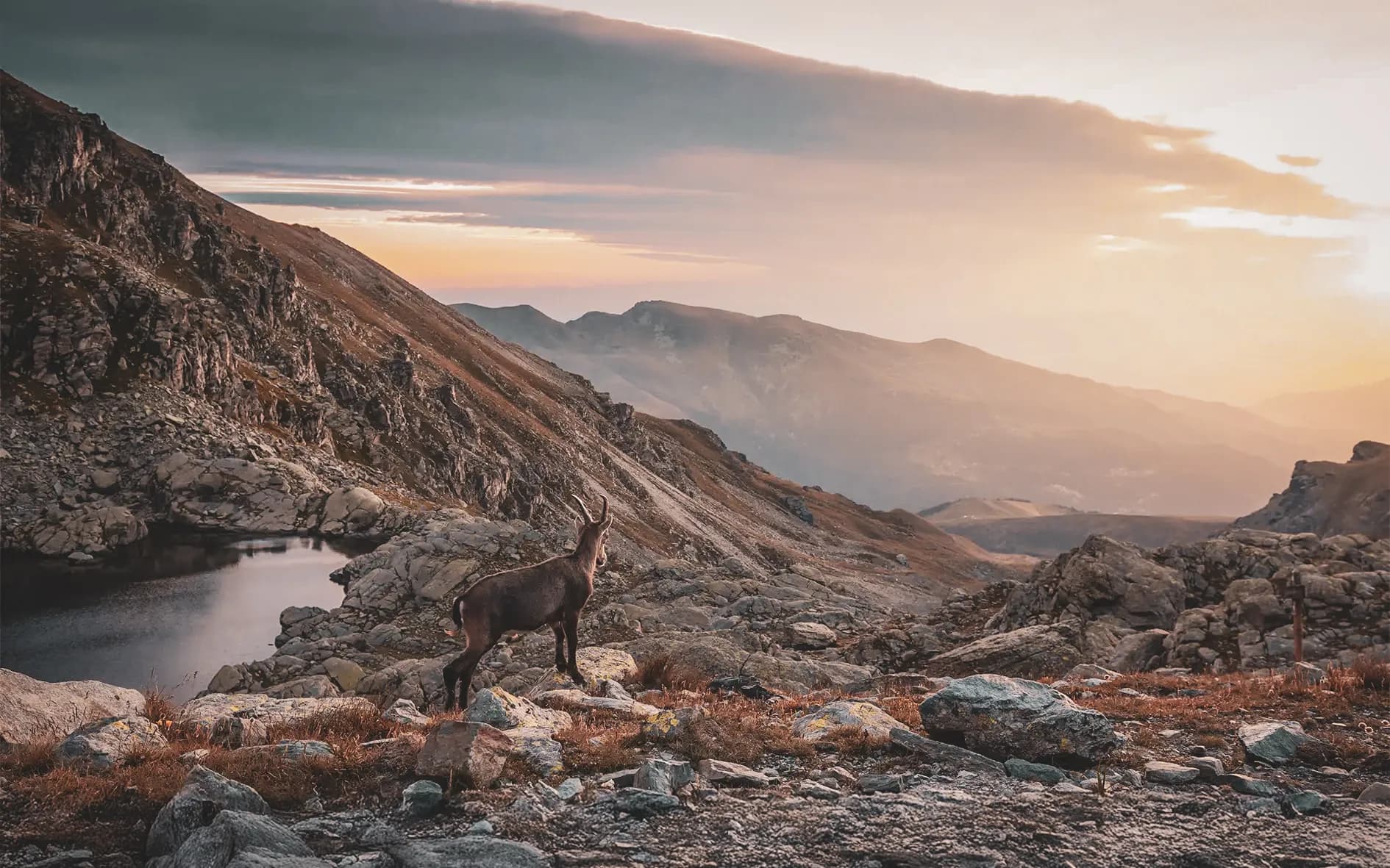 Un chamois se dresse fièrement devant des montagnes majestueuses au coucher du soleil.