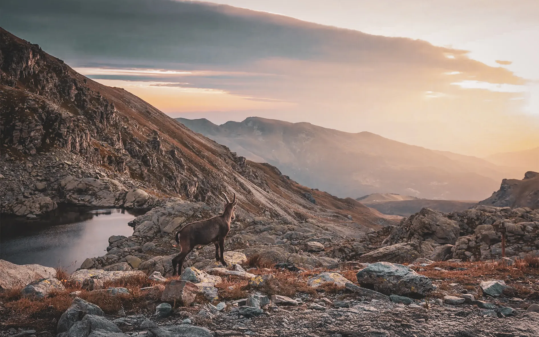 Un chamois se dresse fièrement devant des montagnes majestueuses au coucher du soleil.