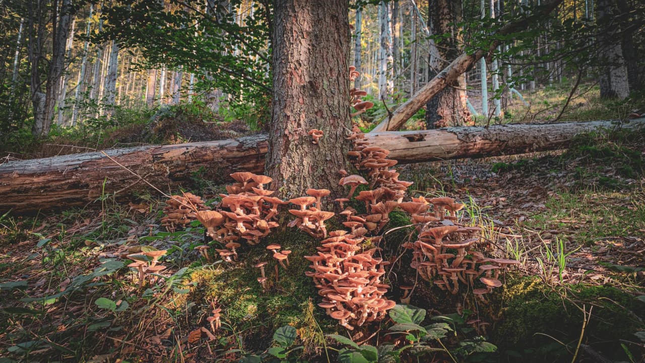 Een betoverend bostafereel met groepjes roze paddenstoelen aan de voet van een boom, dat uitnodigt tot avontuur.