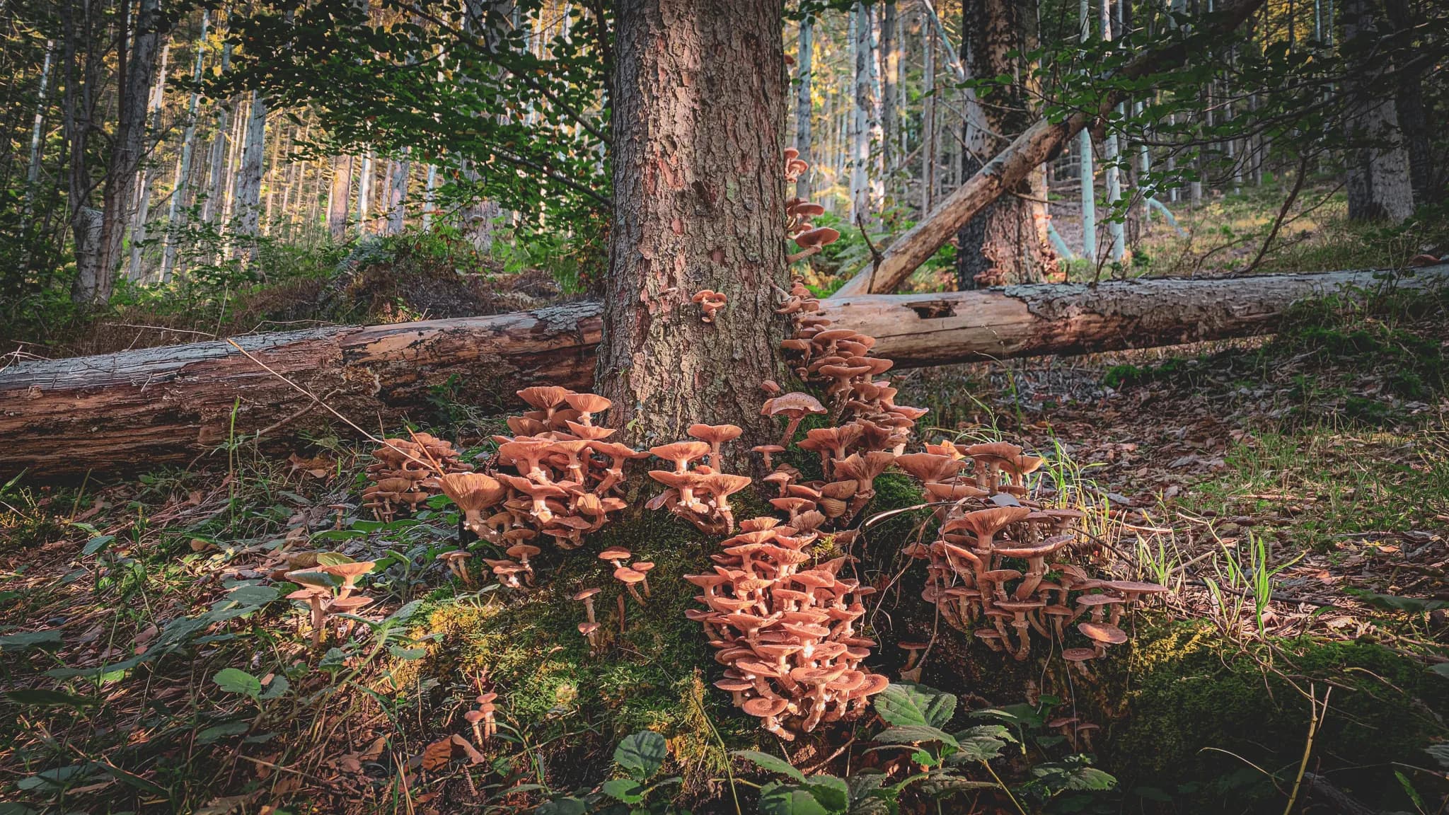 Charming forest scene with clusters of pink mushrooms at the base of a tree, inviting adventure.