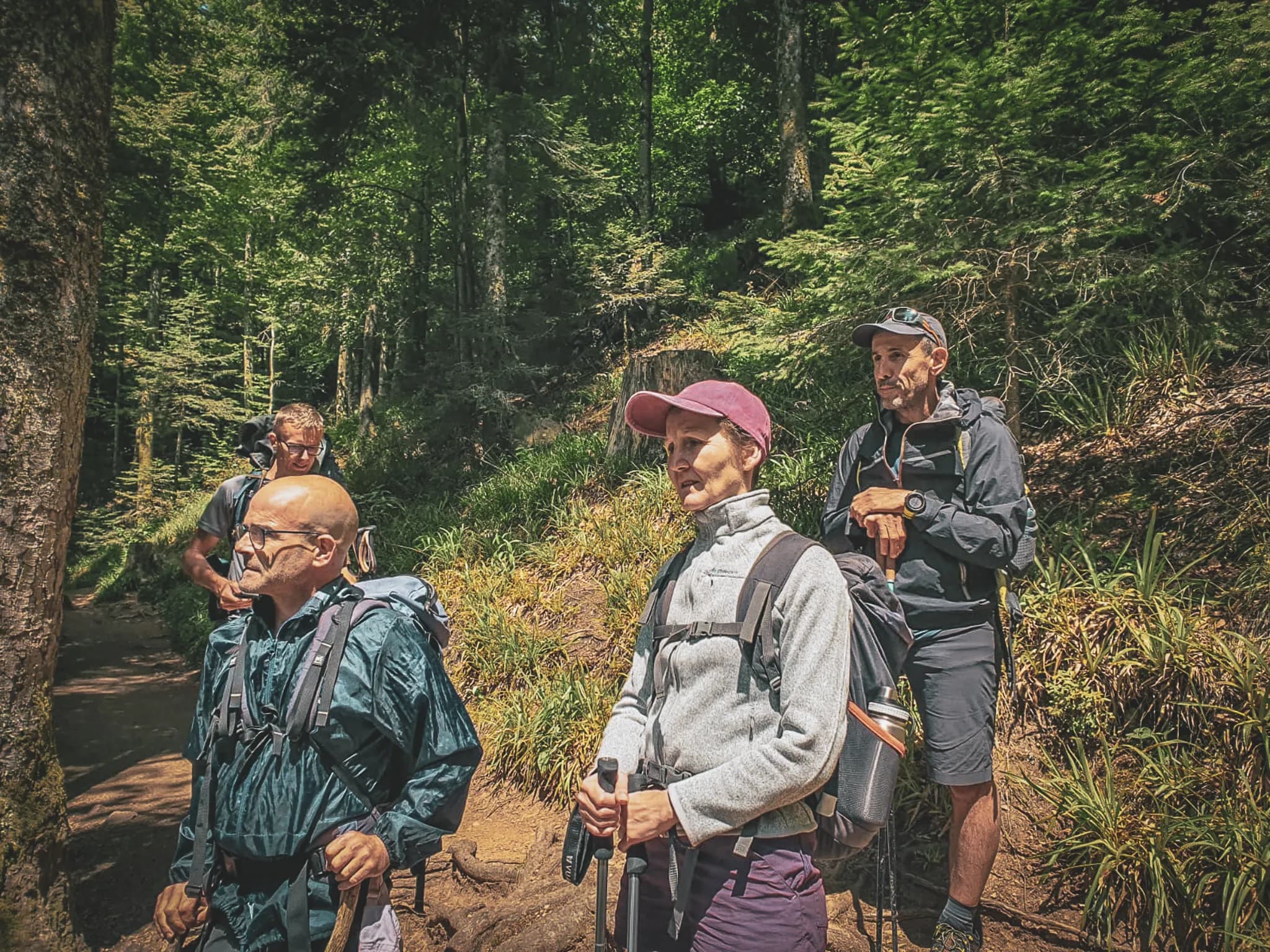 A group of hikers contemplating the luxuriant Vosges countryside in brilliant sunshine.