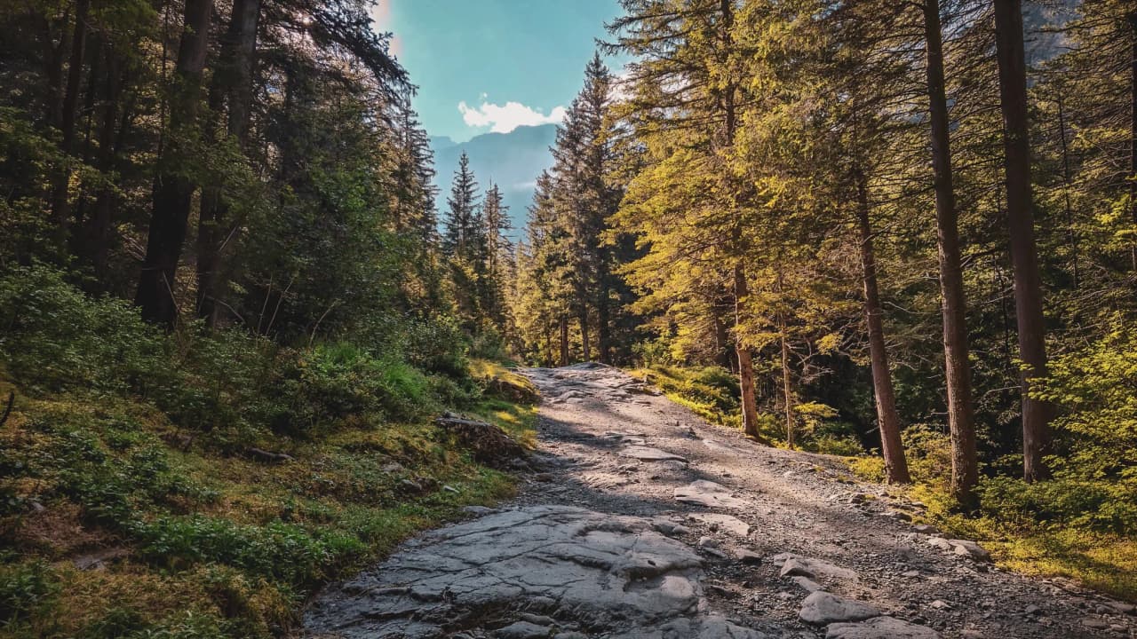 A rocky path winding through lush green forest under a brilliant blue sky.