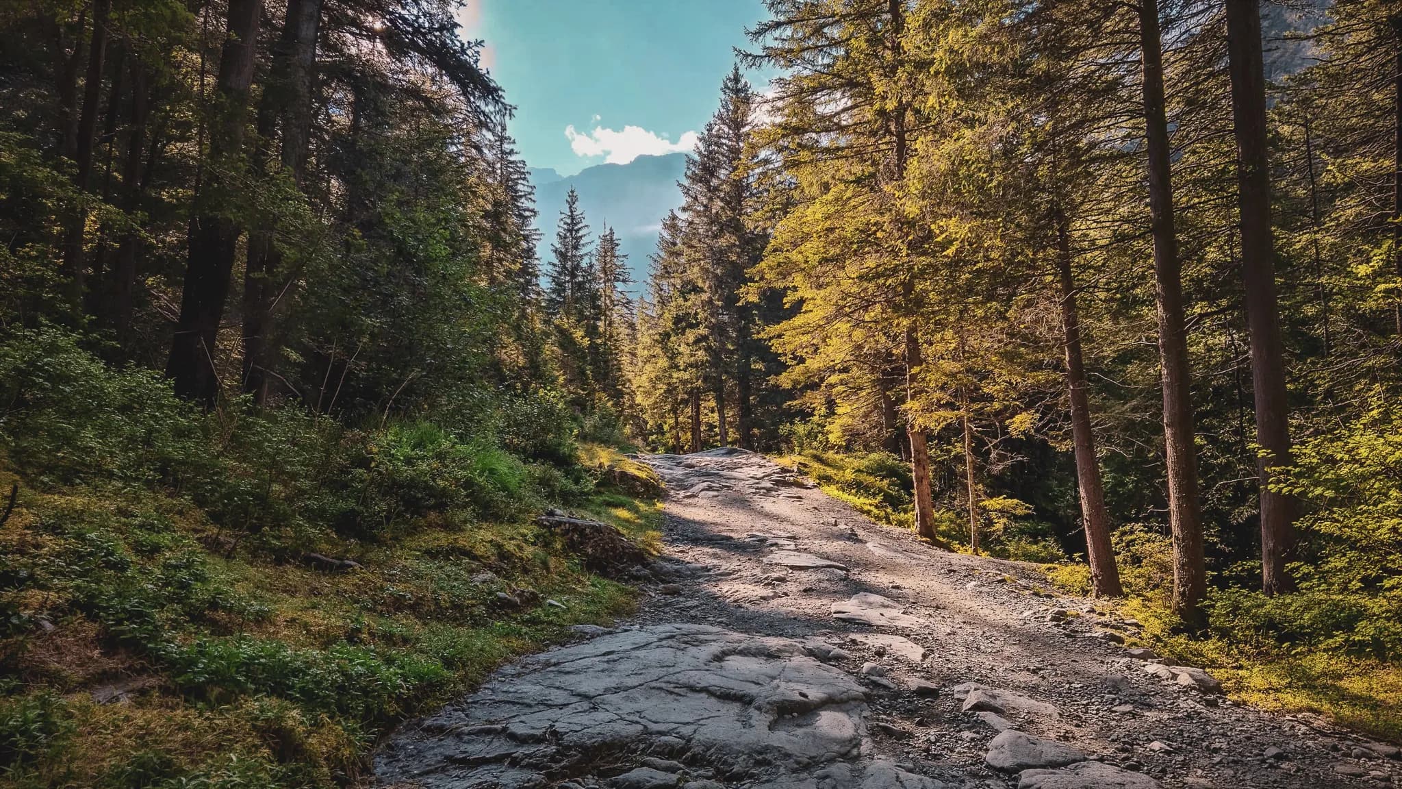 A rocky path winding through lush green forest under a brilliant blue sky.