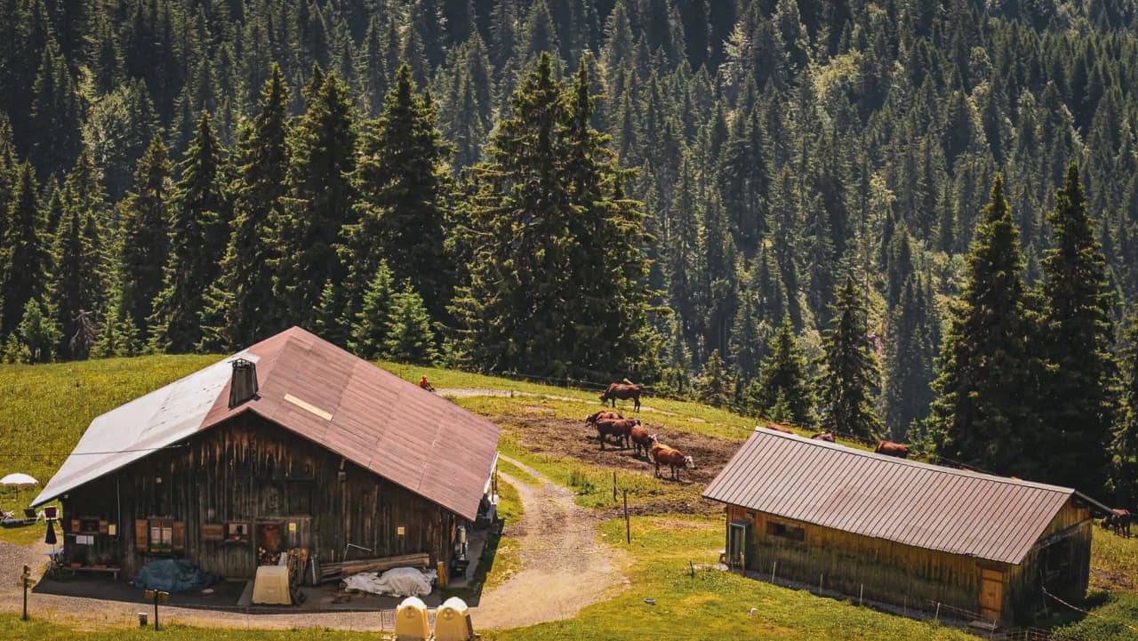 Mountain chalets surrounded by cows, greenery and forests, with Mont Blanc in the background.