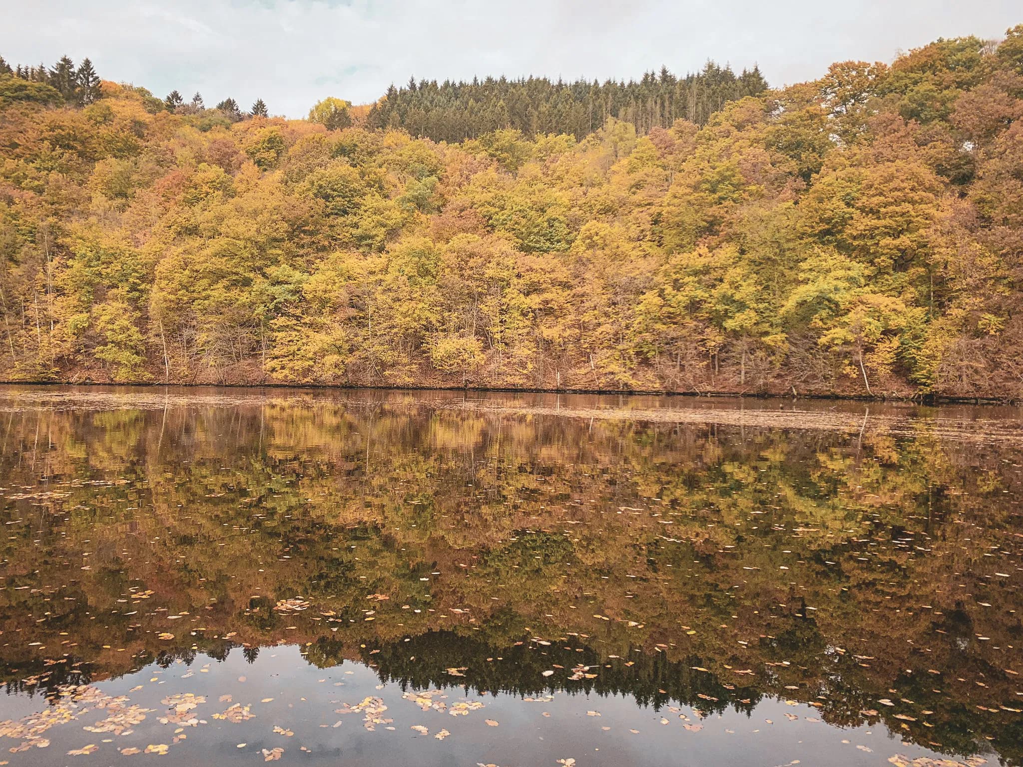 Valley of the Semois, golden reflections of trees in autumn on peaceful water. A nature adventure.