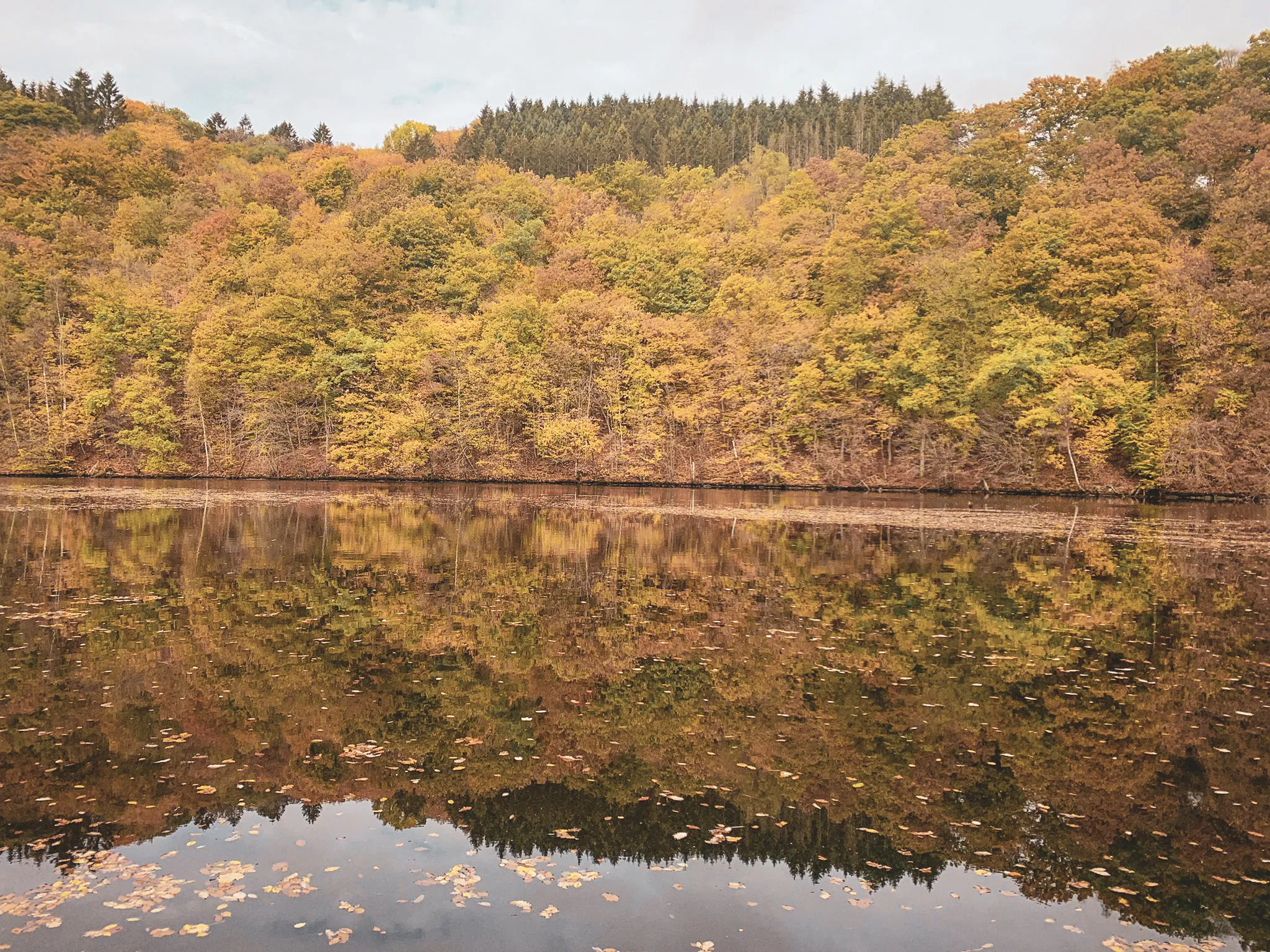 Valley of the Semois, golden reflections of trees in autumn on peaceful water. A nature adventure.