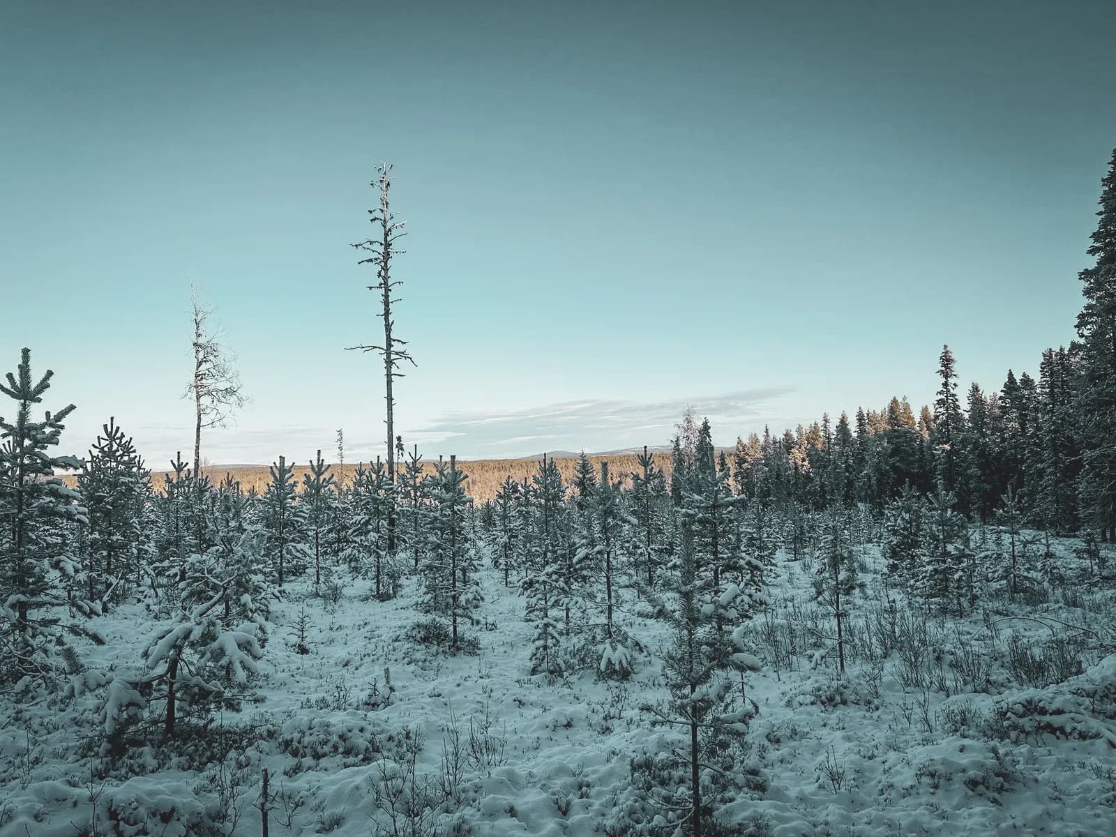 Paysage de forêt enneigée en Laponie suédoise