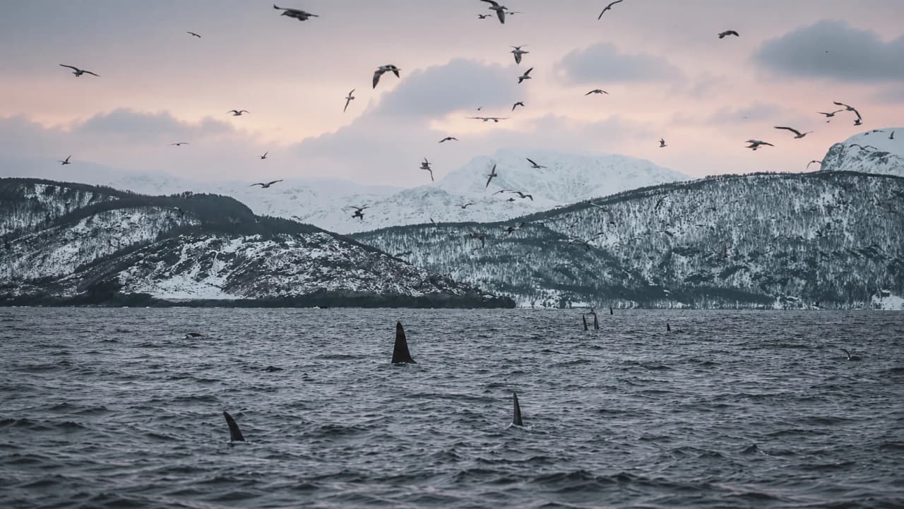 Orka's die zwemmen in majestueuze fjorden, terwijl vogels over een romantische hemel vliegen.