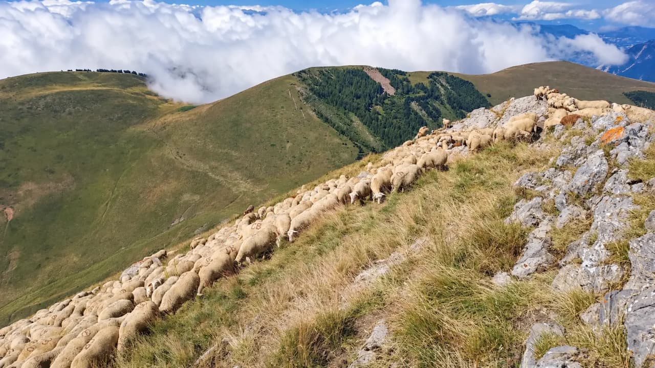 Un troupeau de moutons dévale une montagne verdoyante, surplombant des nuages blancs.