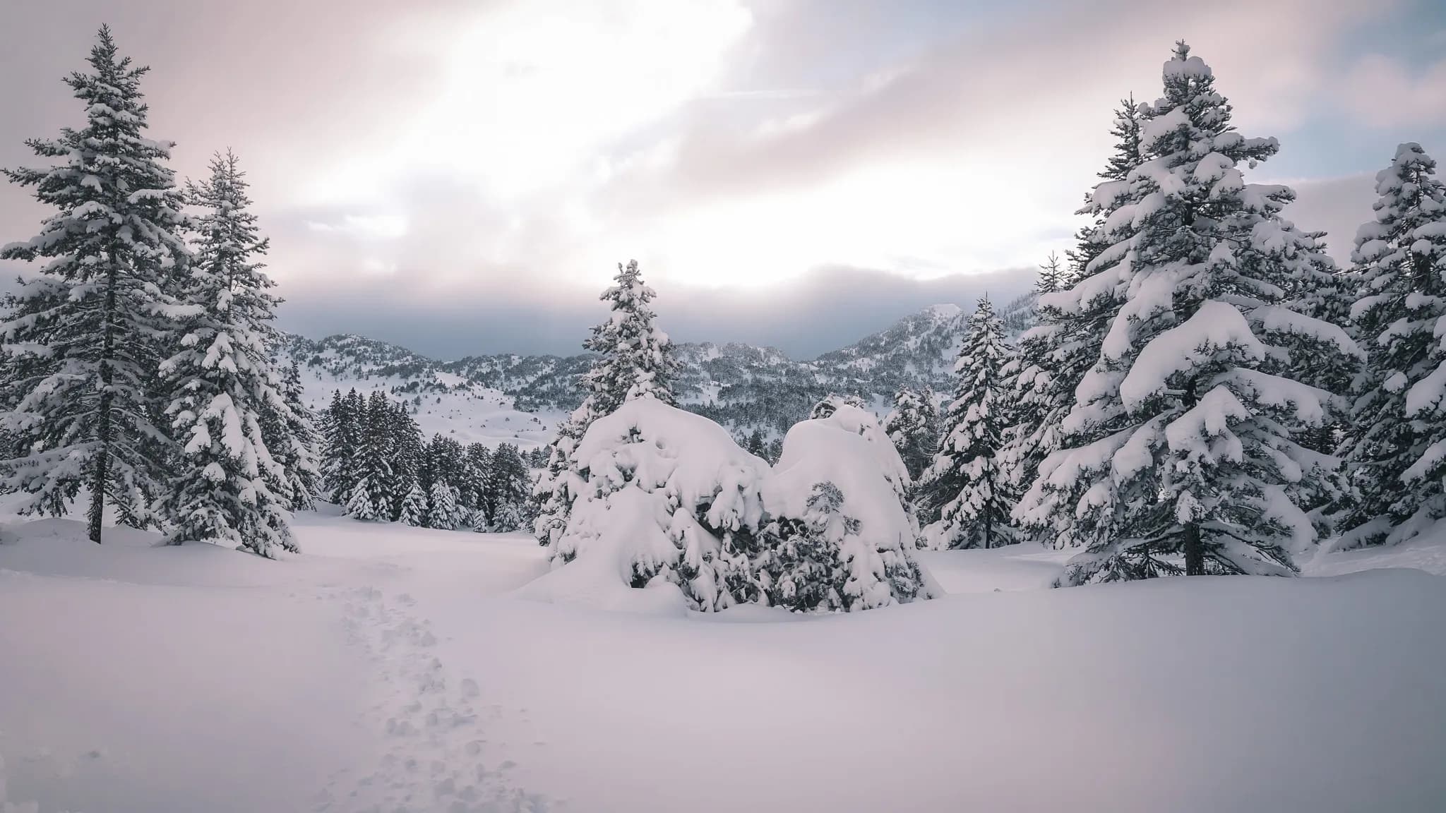 Un paysage alpin enneigé, arbres majestueux sous la neige, promesse d'une aventure sauvage.