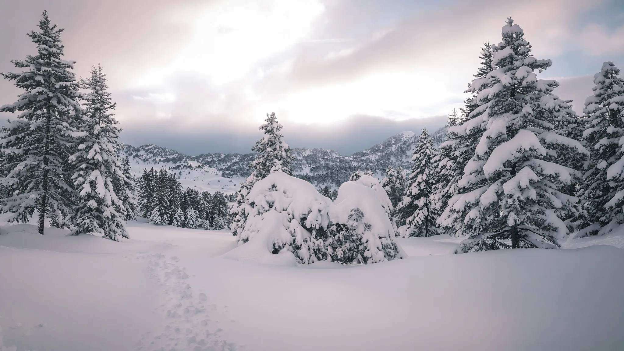 Un paysage alpin enneigé, arbres majestueux sous la neige, promesse d'une aventure sauvage.