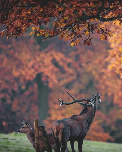Brame du cerf et randonnée dans le Jura