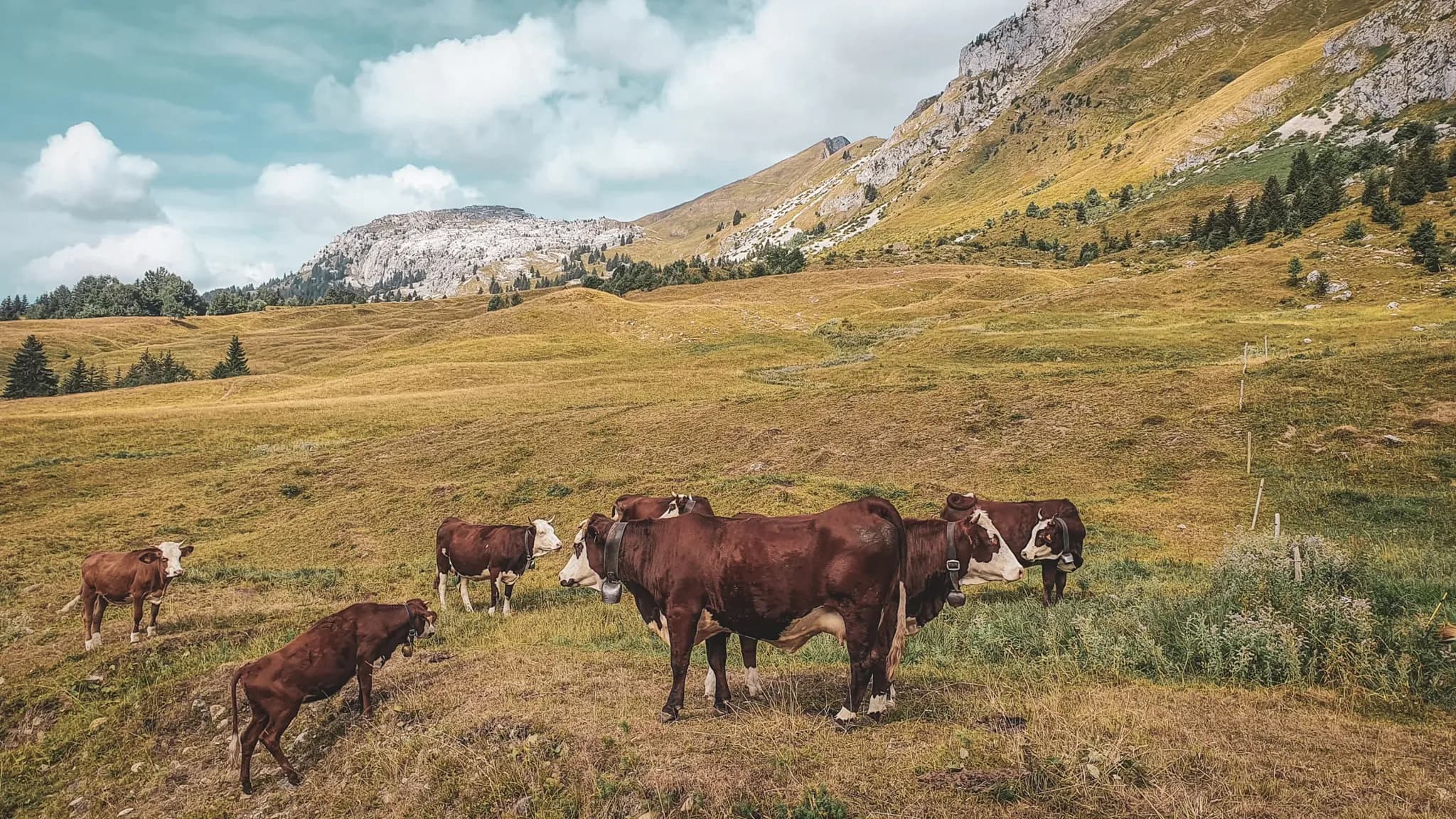 Vaches paisibles dans les alpages des Aravis, sous un ciel bleu propice à l'évasion.