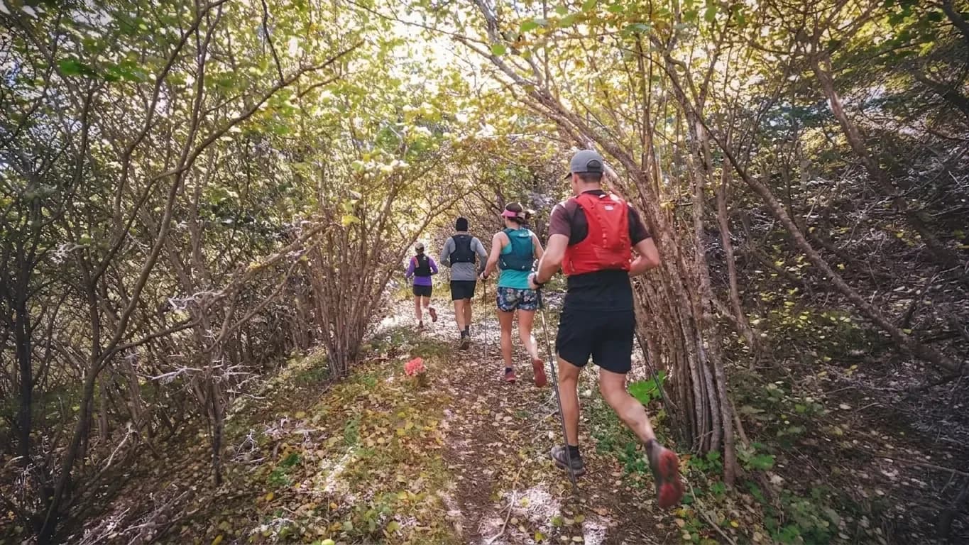 A group of runners on a green path, surrounded by a canopy of branches, in the heart of nature.