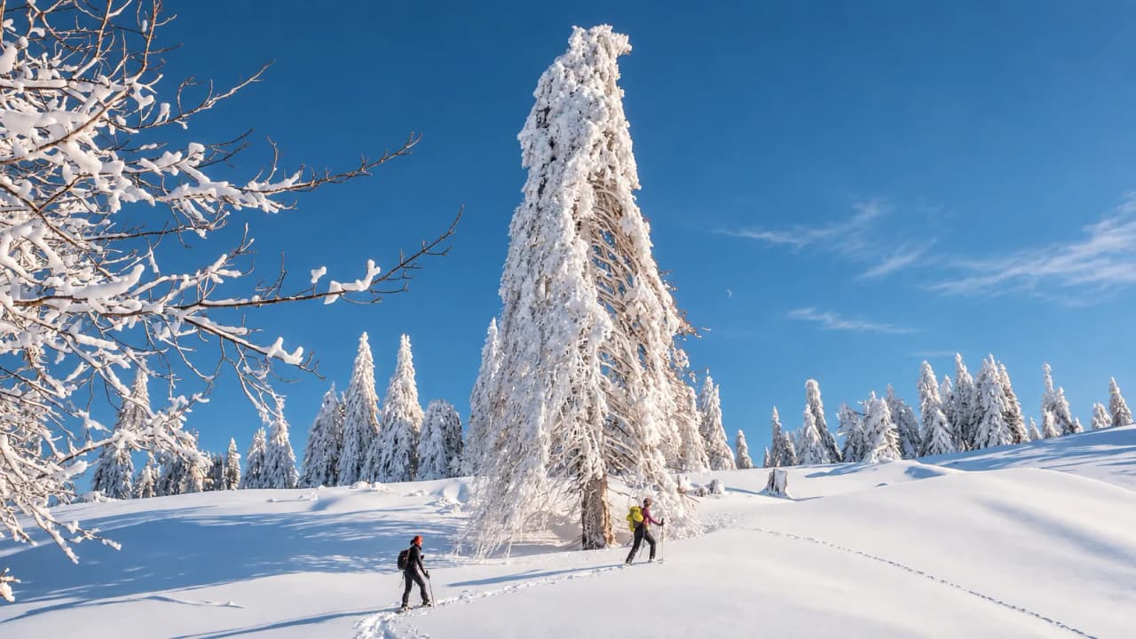 Snowshoe walkers under a blue sky, in the heart of an enchanting snow-covered landscape.