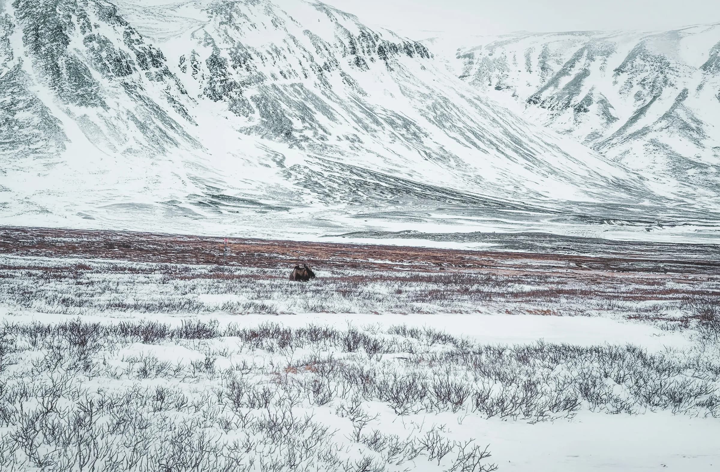 The snow-covered immensity of Swedish Lapland, with majestic mountains as a backdrop.