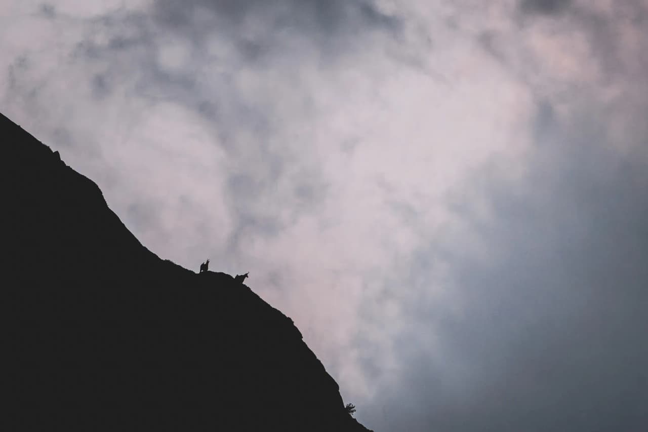 Silhouettes of ibex on the crests of the Pyrenees, under a majestic cloudy sky.