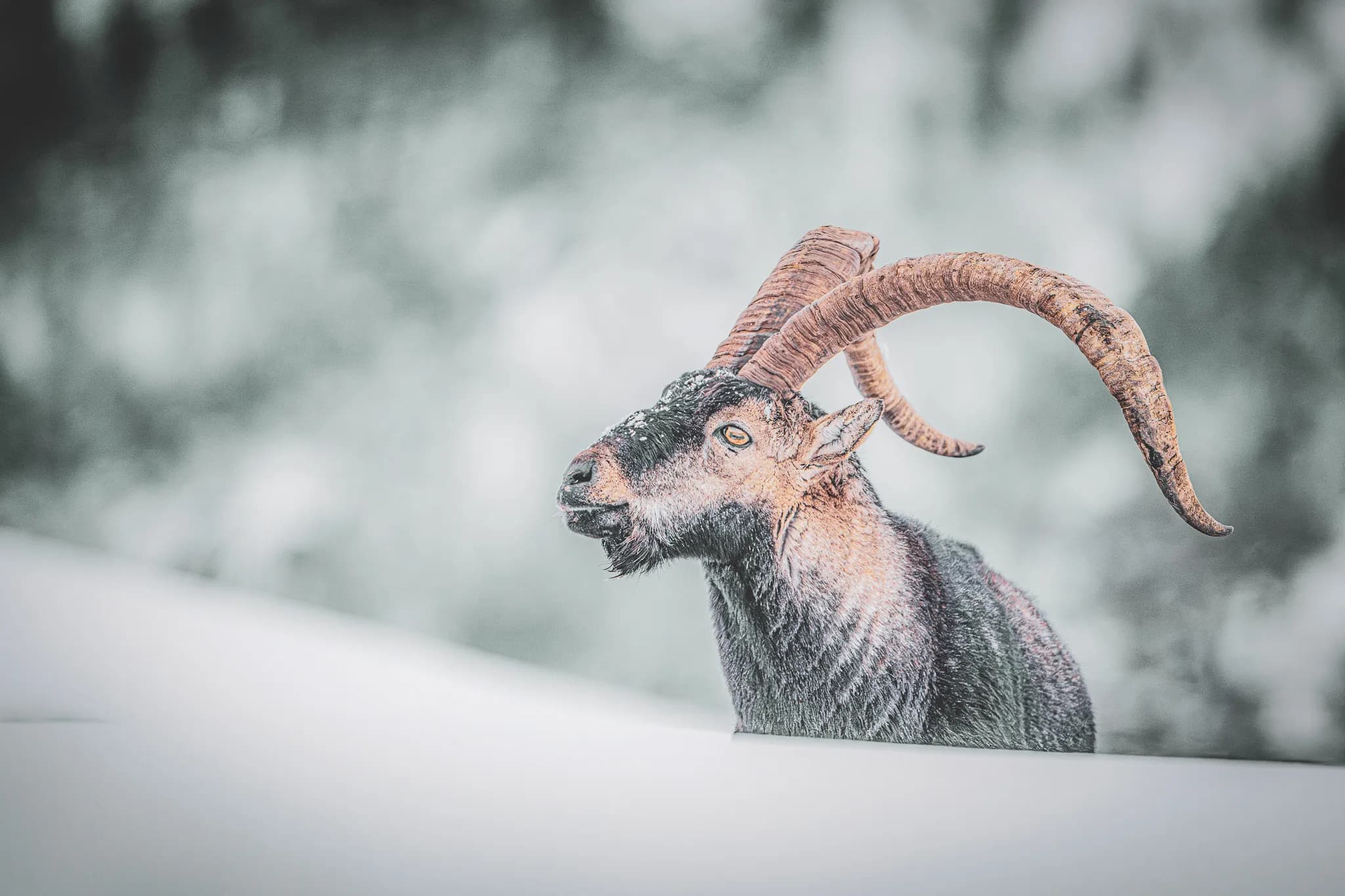 A majestic mountain sheep, surrounded by snow, the symbol of the wild Pyrenees.