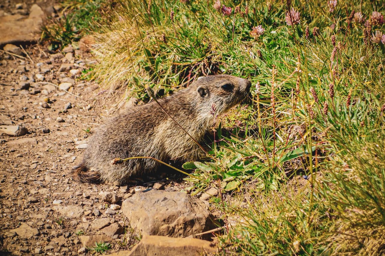 Een marmot in het alpengras, een symbool van de ongerepte natuur van de Vanoise, een uitnodiging om er even tussenuit te gaan.