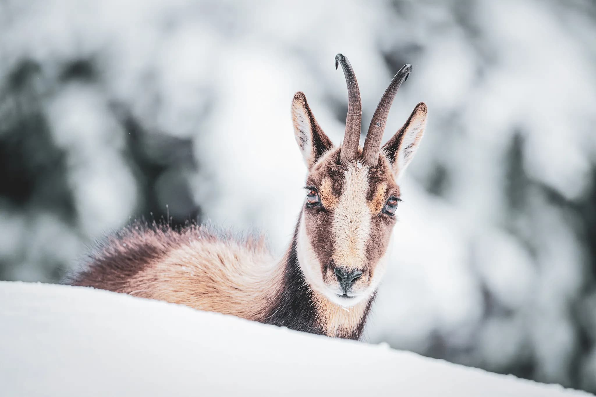 A chamois rests in the snow, surrounded by the enchanting scenery of the Pyrenees.