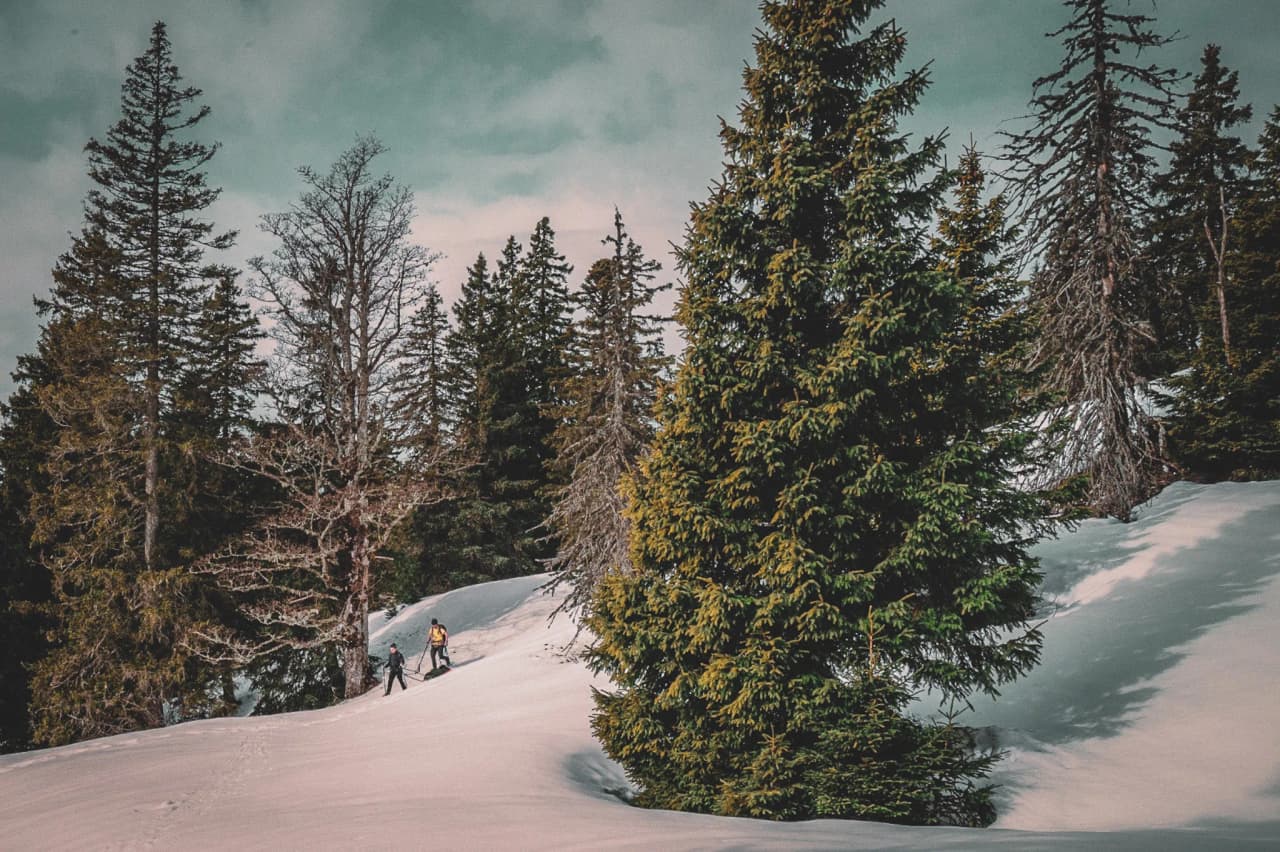 "Two hikers cross a snowy landscape, surrounded by majestic fir trees in the Jura mountains."