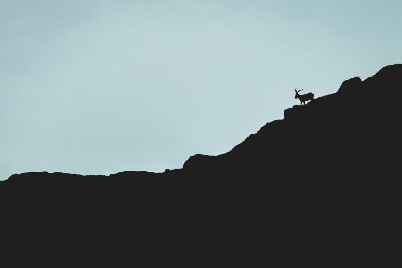 "An isard silhouetted on the summit of the Pyrenees, with a soothing sky in the background."