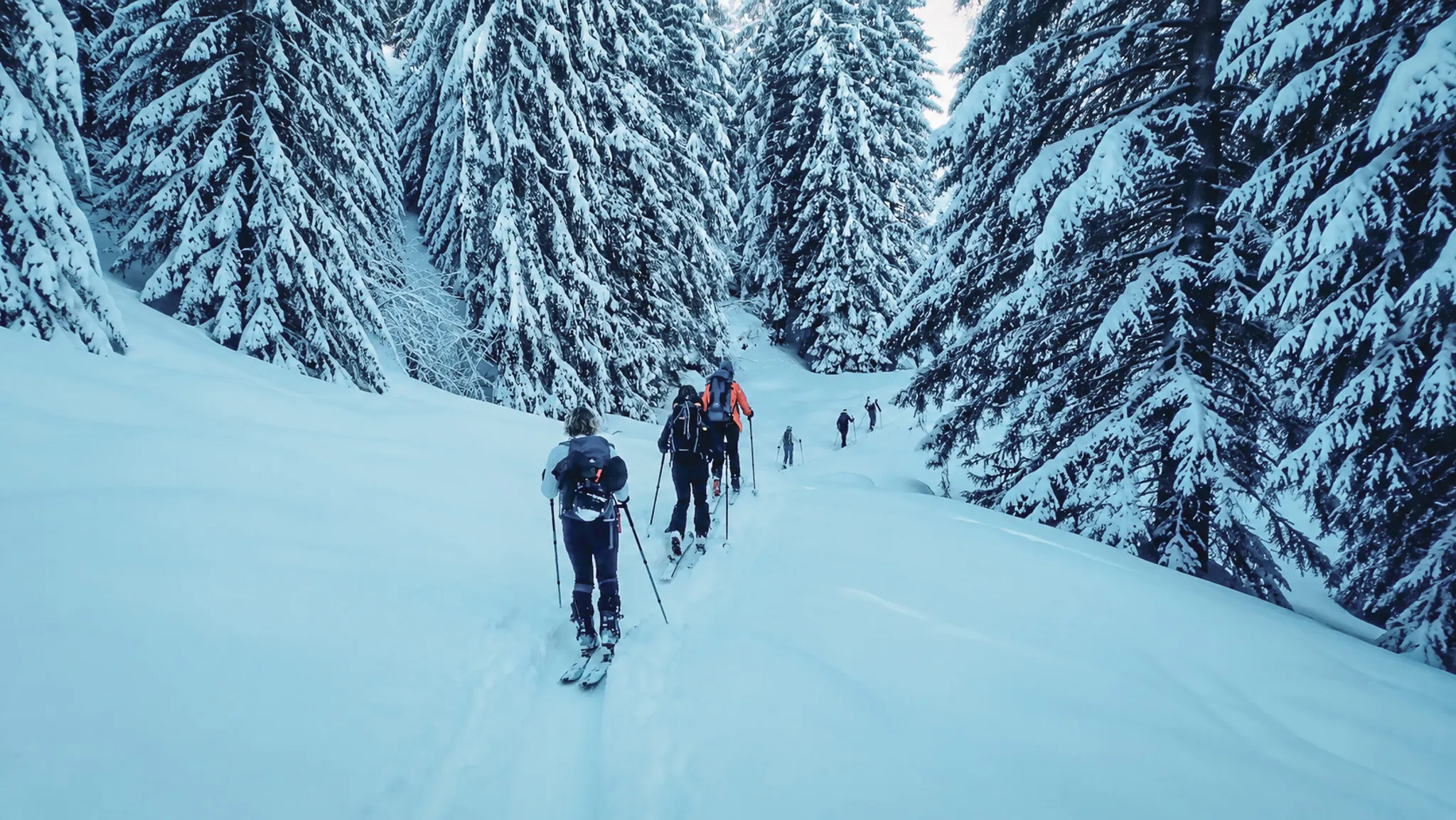 Skiërs in een besneeuwd landschap, omringd door majestueuze sparren: een winters avontuur.