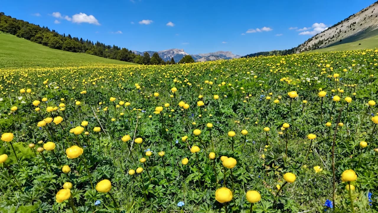 Een levendig veld vol gele bloemen onder een blauwe hemel, ideaal voor een avontuur in de buitenlucht.
