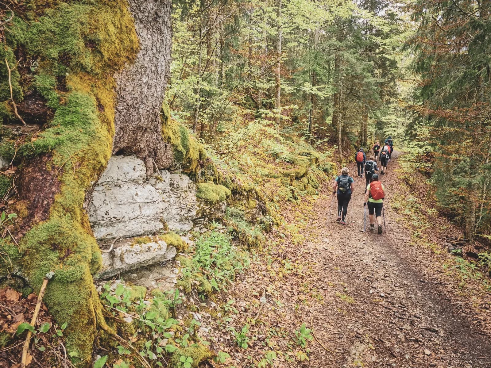Wandelaars op een groen bospad in de Jura, omgeven door weelderige natuur.
