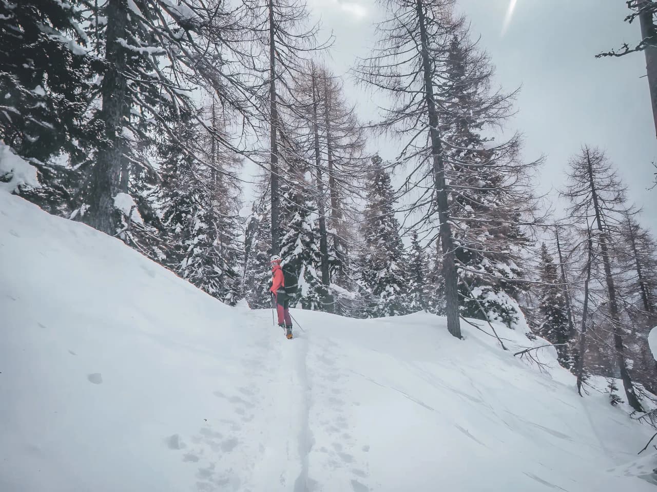 Randonneur en raquettes sur un sentier enneigé, entouré de majestueux sapins en Slovénie.