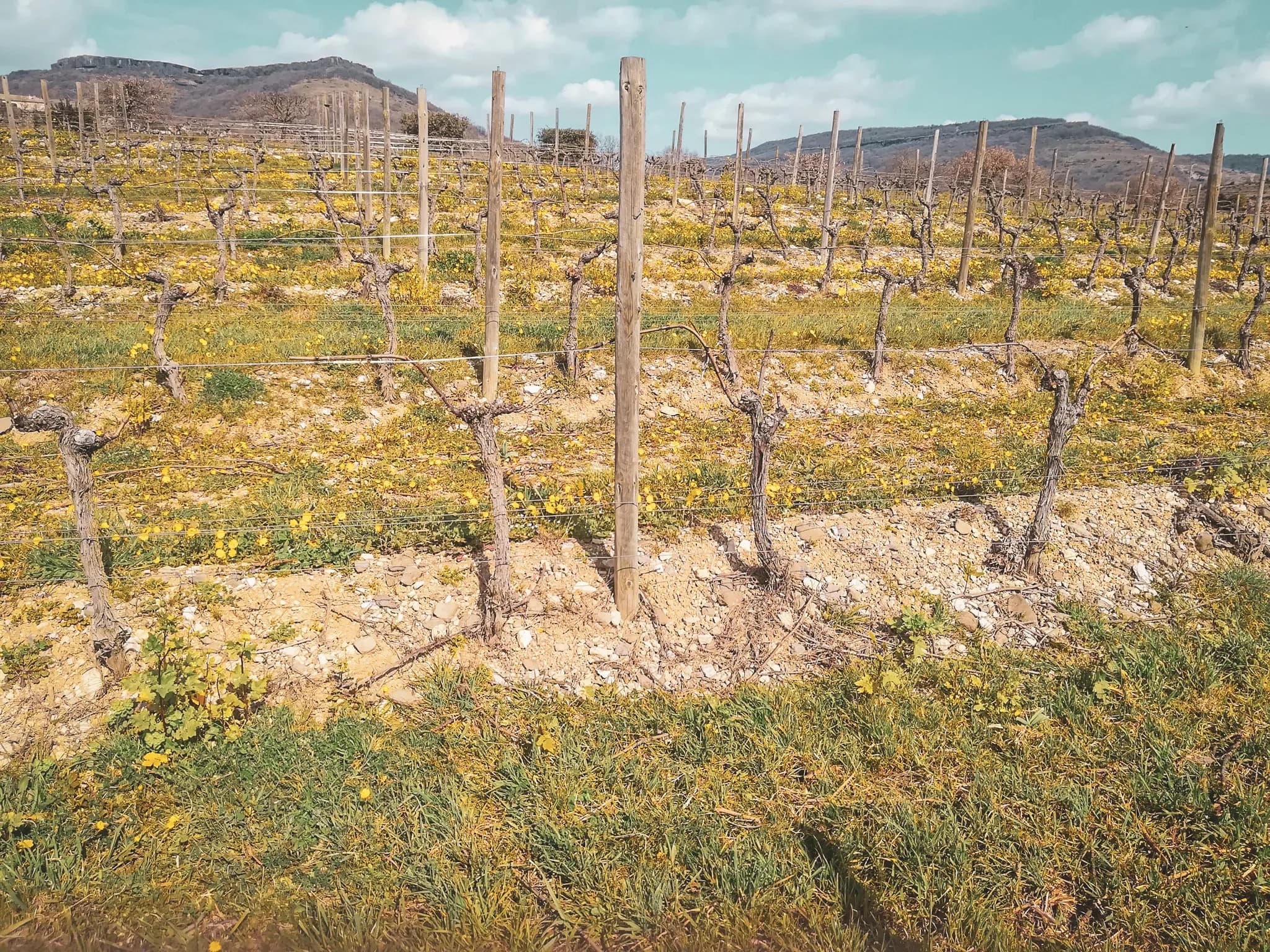 Vignoble en fleurs au Mont Ventoux, paysage enchanteur propice à l'évasion.