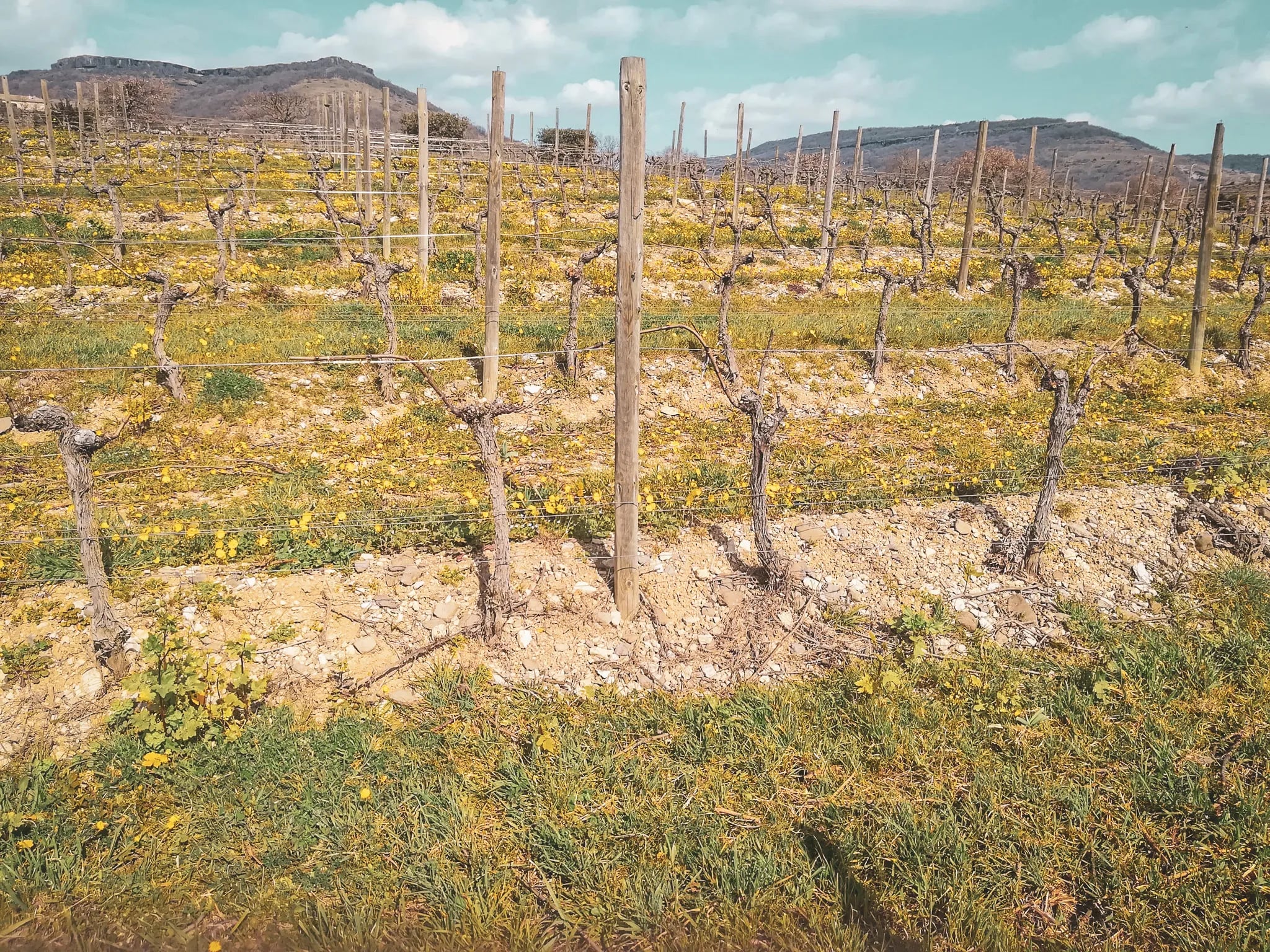 Vignoble en fleurs au Mont Ventoux, paysage enchanteur propice à l'évasion.