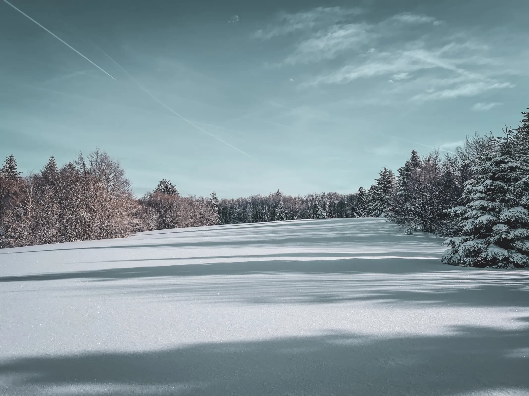 A serene winter landscape of snow-covered trees under a clear blue sky. A nature escape on snowshoes.