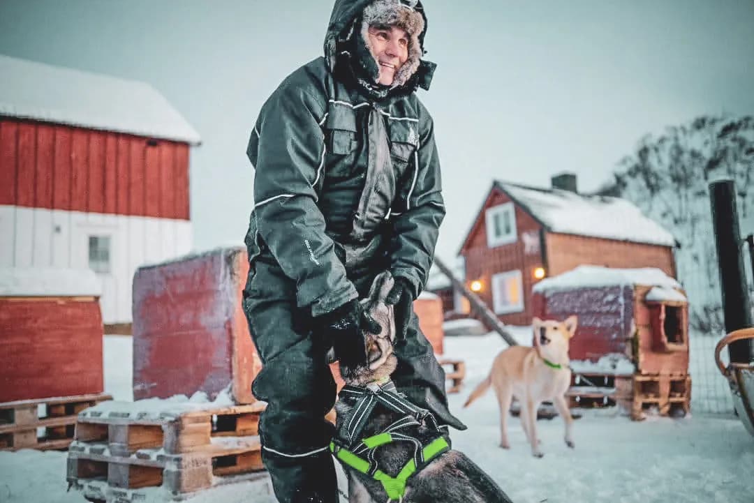 A happy musher prepares his husky in a snowy landscape that is emblematic of Lapland.