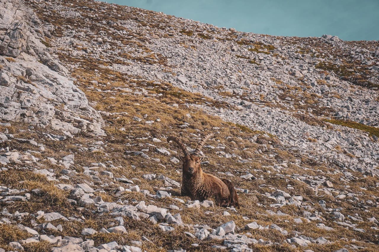 A majestic chamois rests on a rocky outcrop in the Vercors, under a luminous sky.