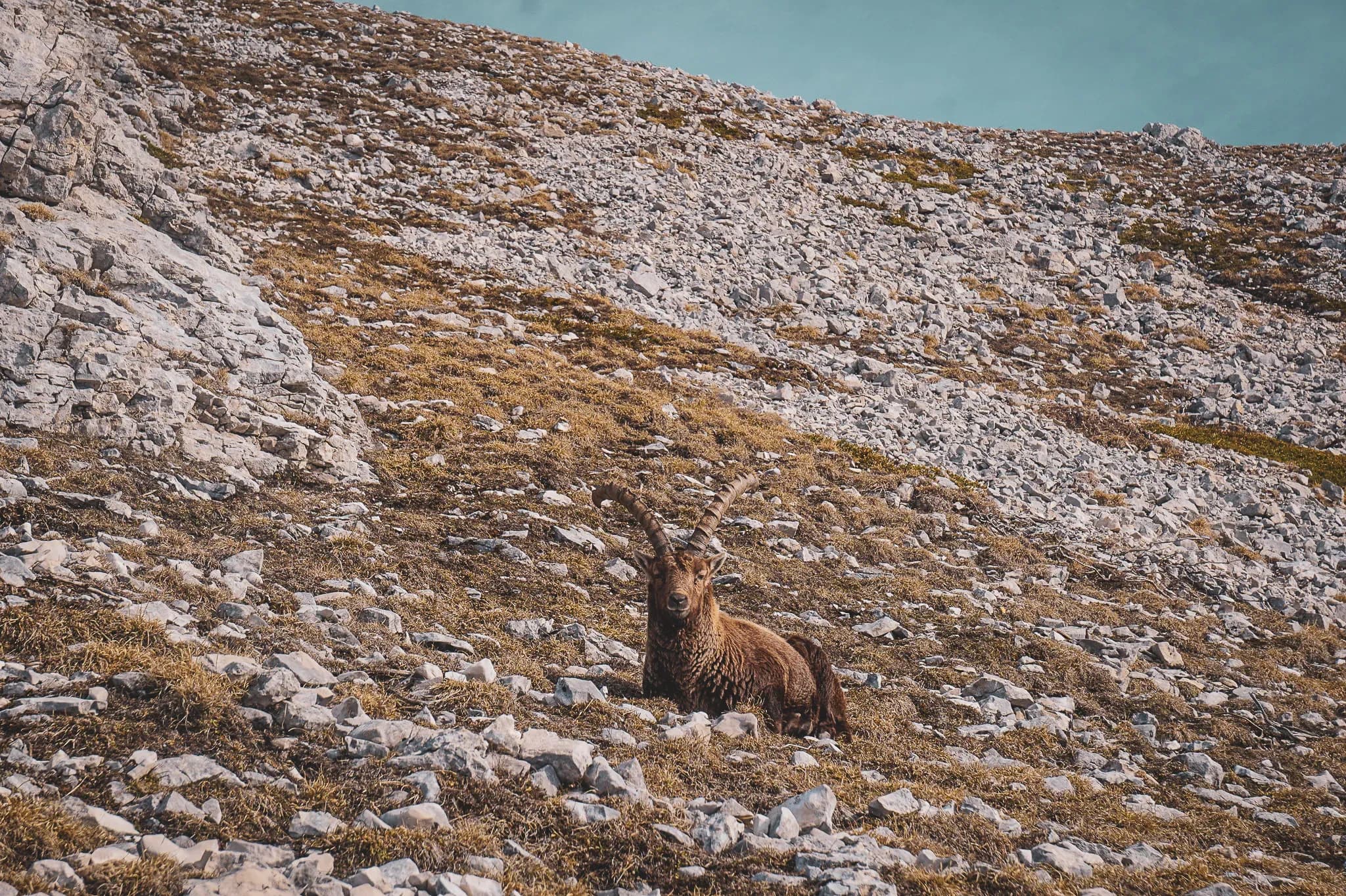 A majestic chamois rests on a rocky outcrop in the Vercors, under a luminous sky.
